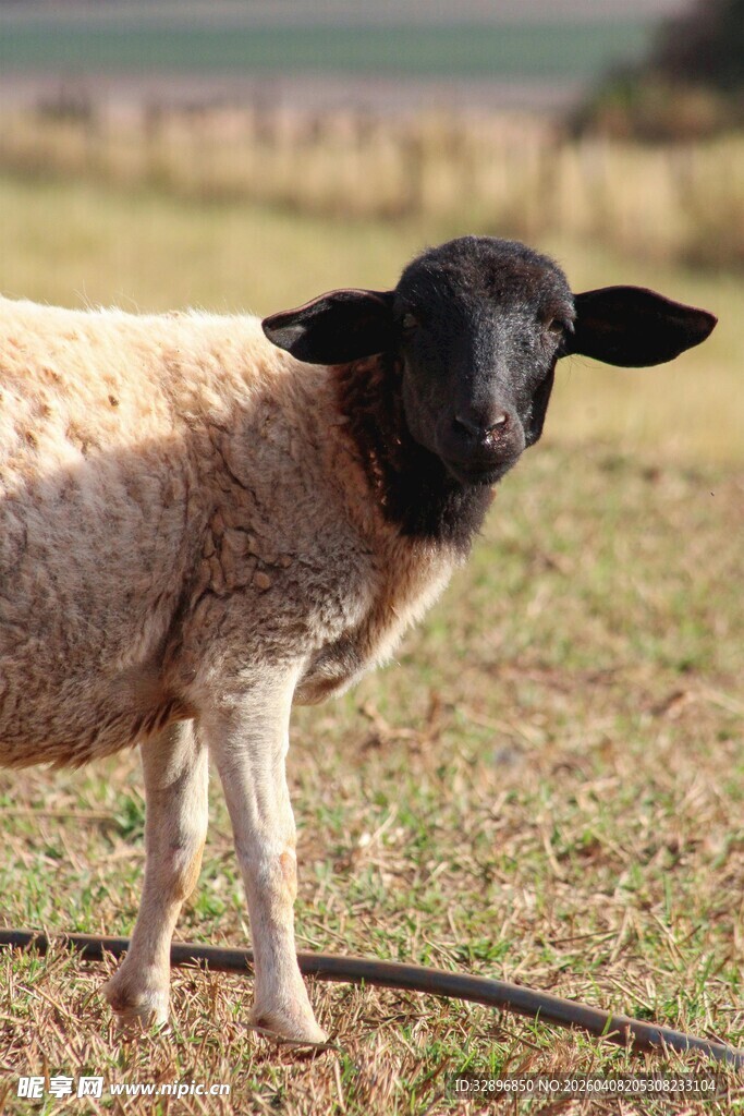 田野中的黑面小羊羔