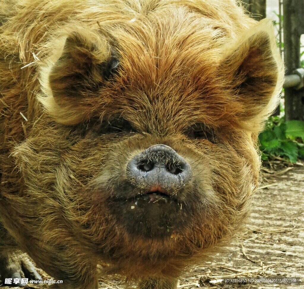 毛发蓬松的可爱小猪