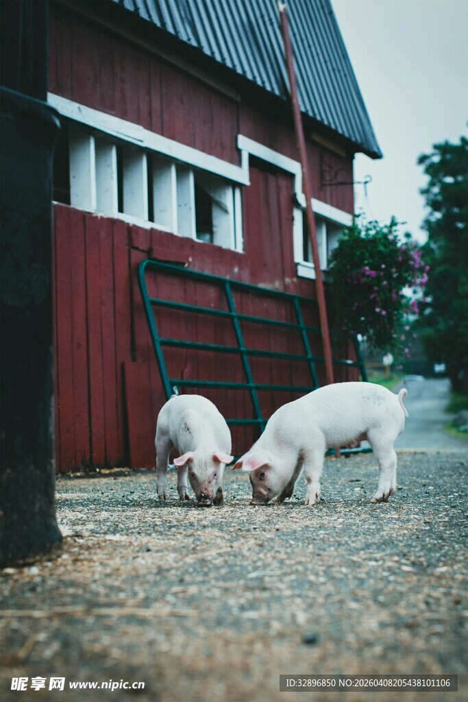 红墙下的两只小猪觅食