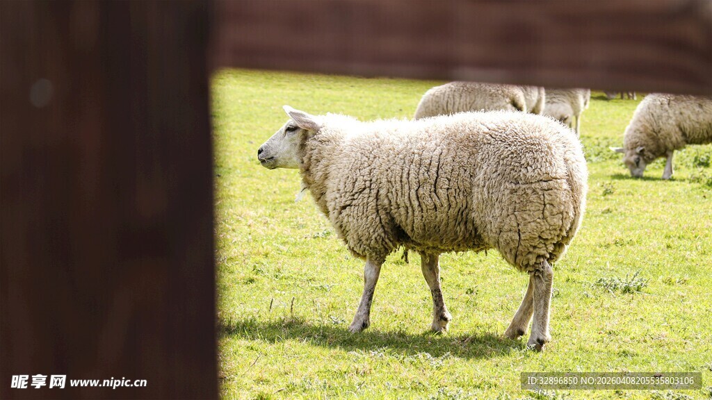 草地上的几只绵羊