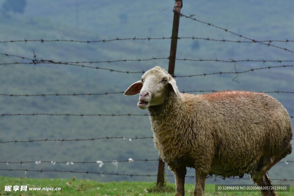 草原上的单只绵羊