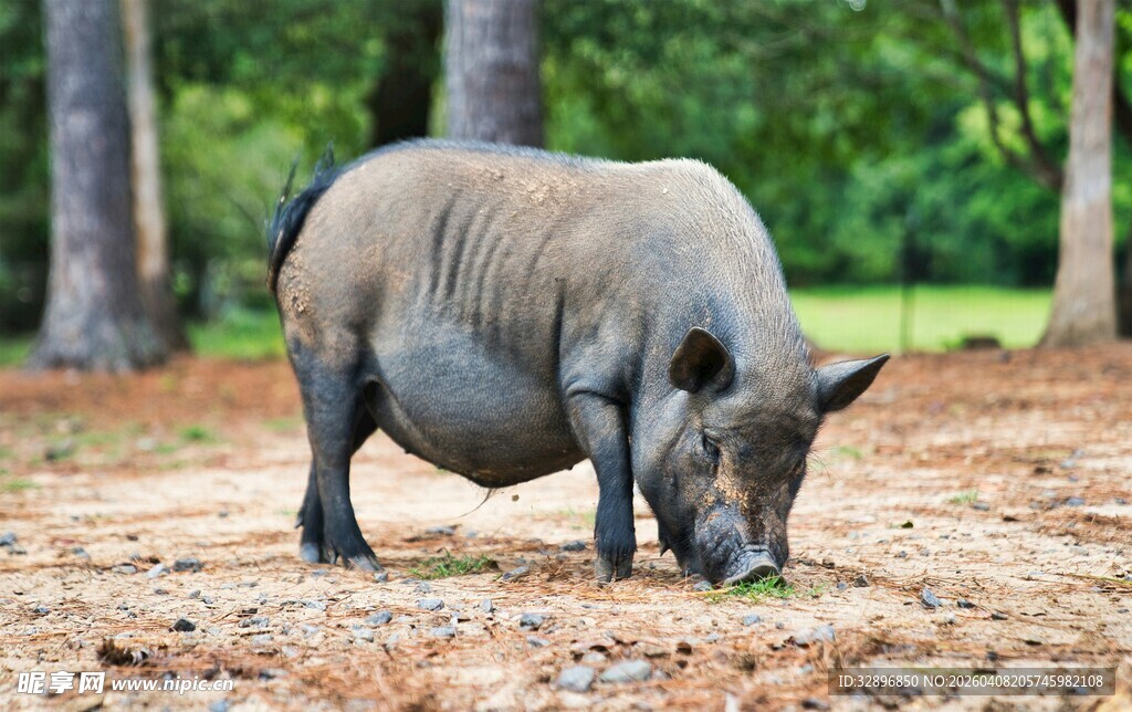 野外觅食的疣猪
