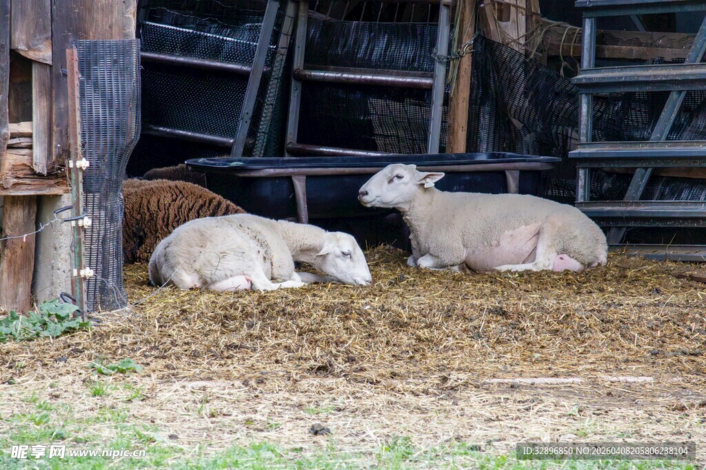 羊在棚舍旁悠闲休憩