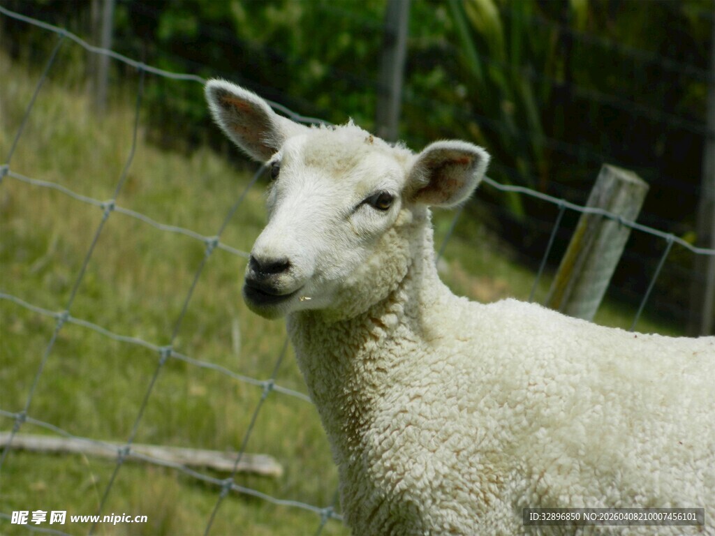 田野中的可爱绵羊