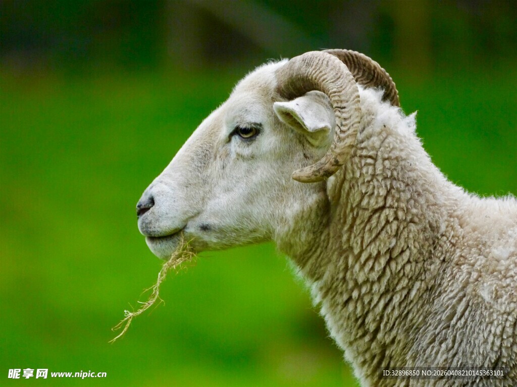 吃草的绵羊
