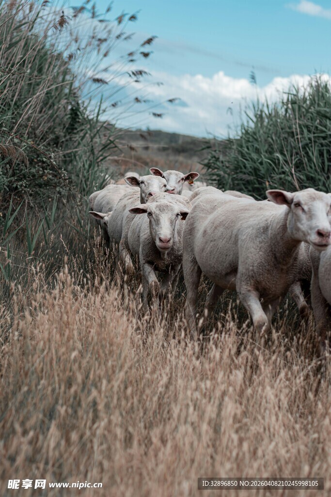 田野中漫步的一群绵羊