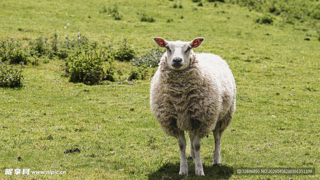草原上的单只绵羊