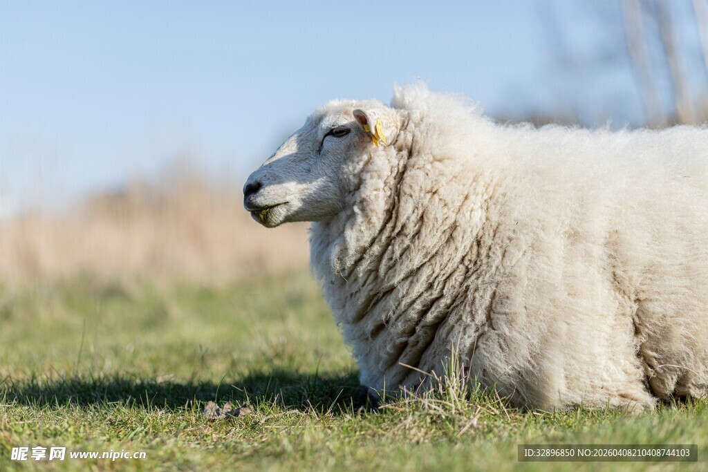 草地上休憩的绵羊