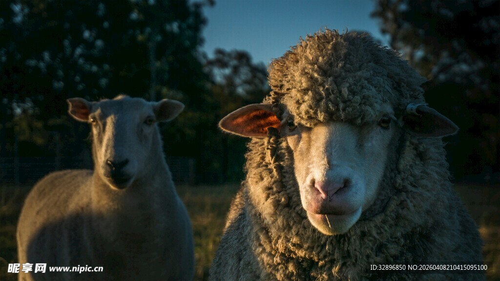 夕阳下的两只绵羊