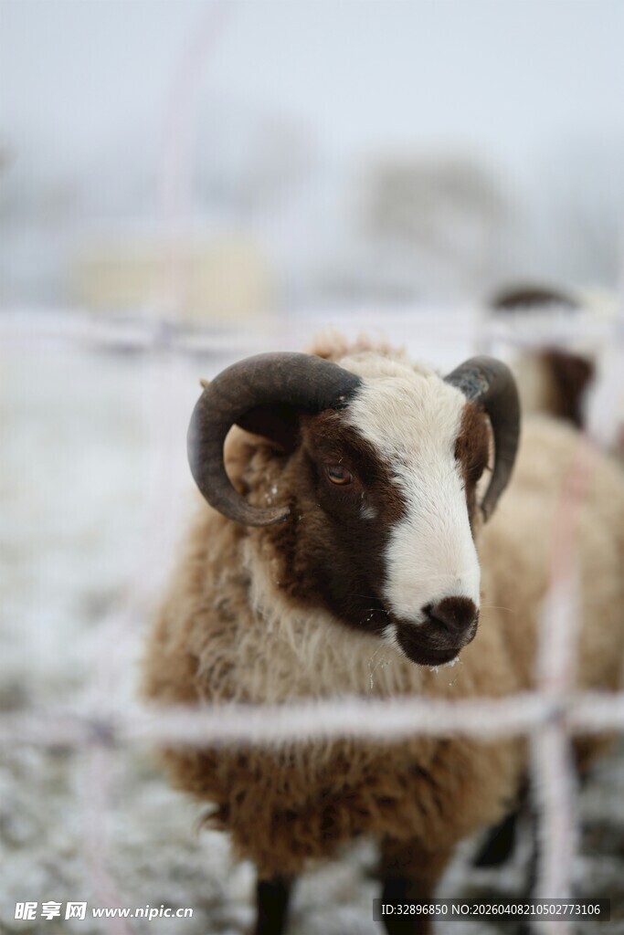 雪地中的盘角羊