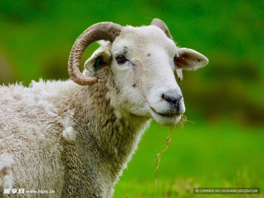 草地上的卷角绵羊