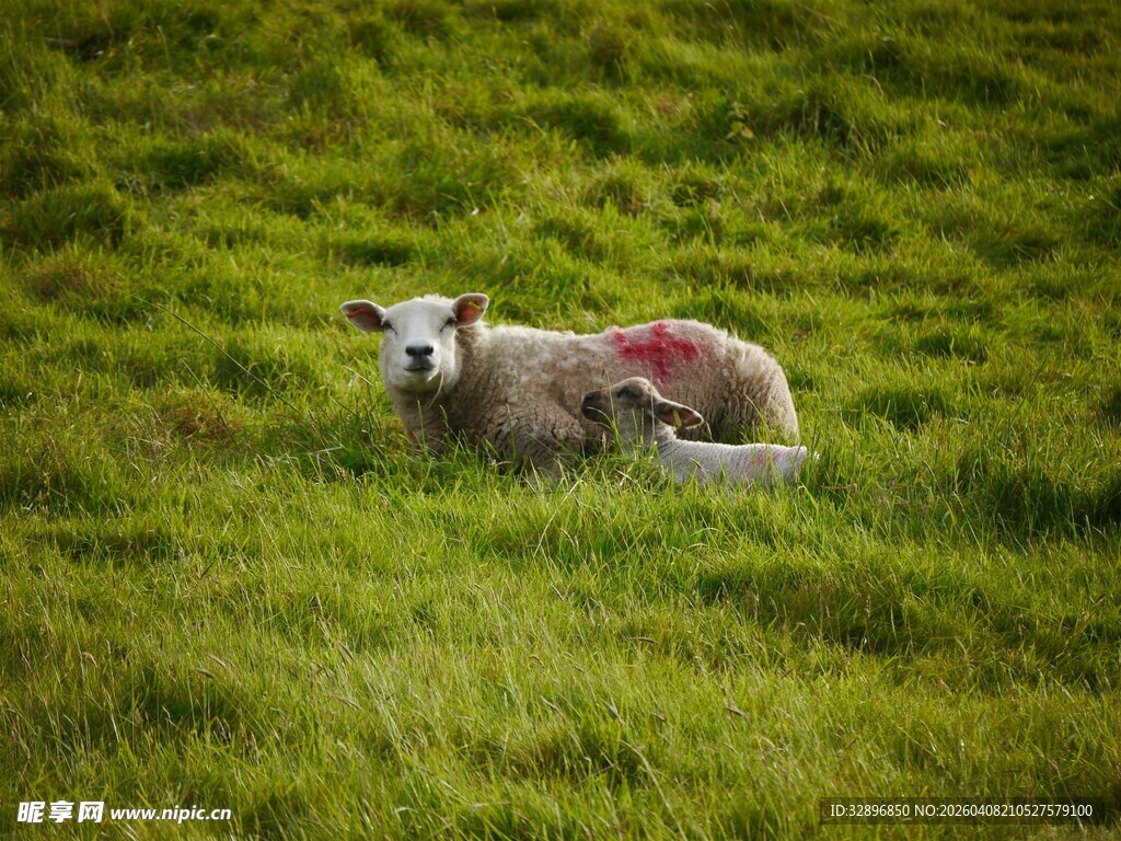 草地上休憩的带红斑绵羊