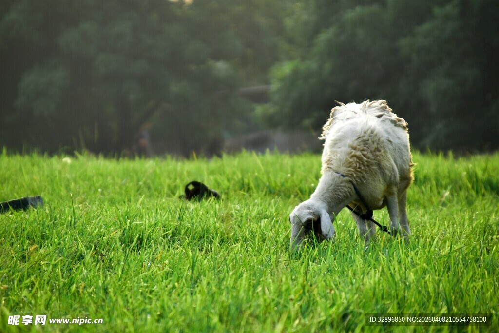 草原上吃草的绵羊