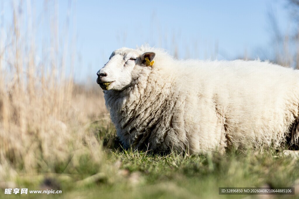 草地上的绵羊