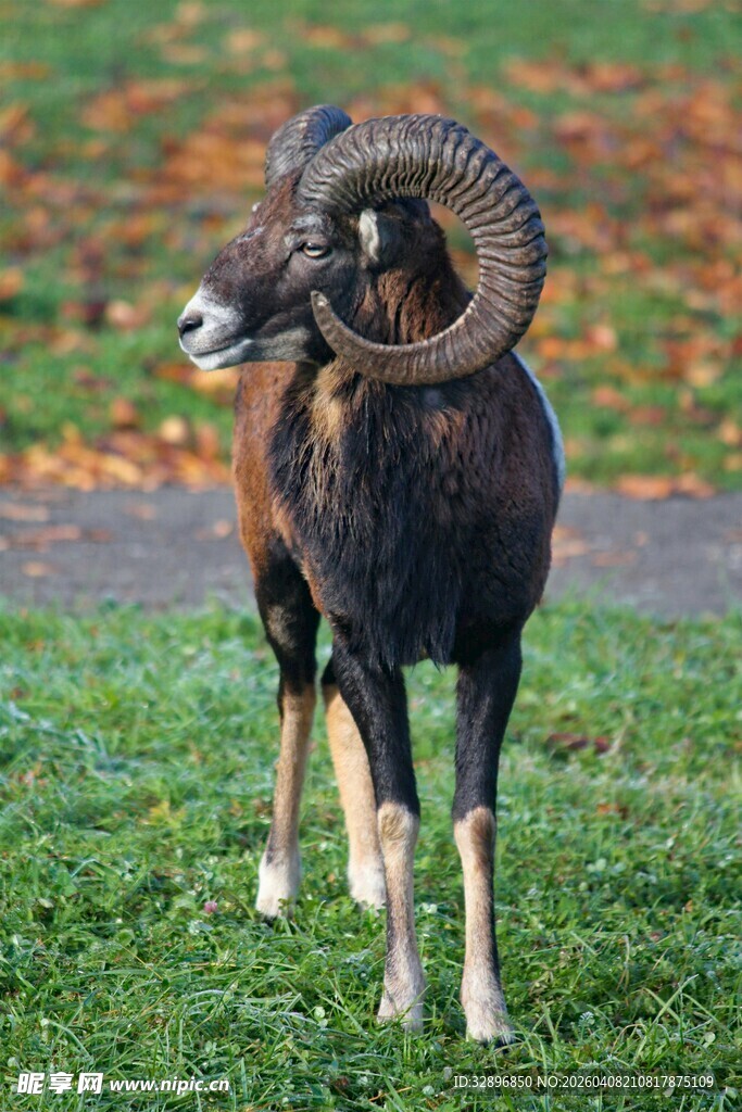 草原上的大角羊