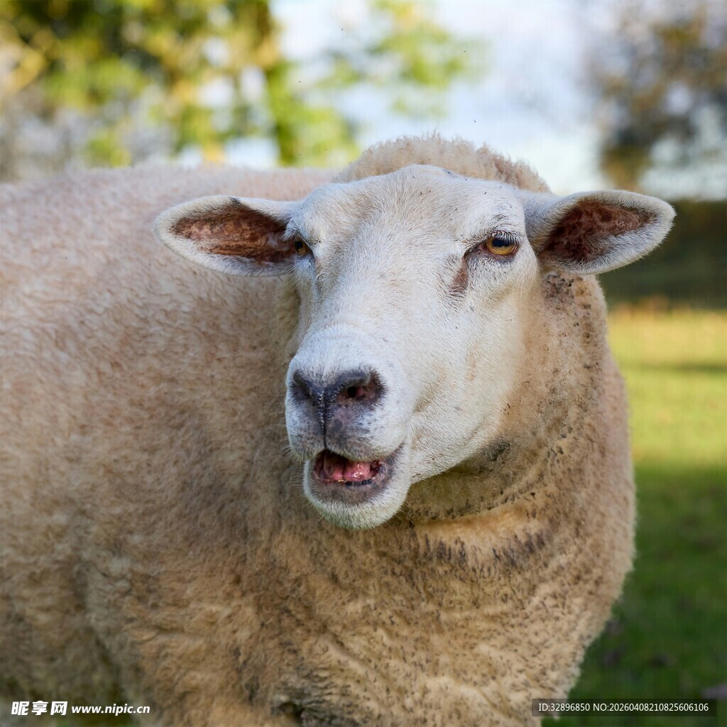 草地上张嘴微笑的绵羊