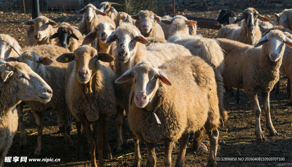一群绵羊聚集的场景