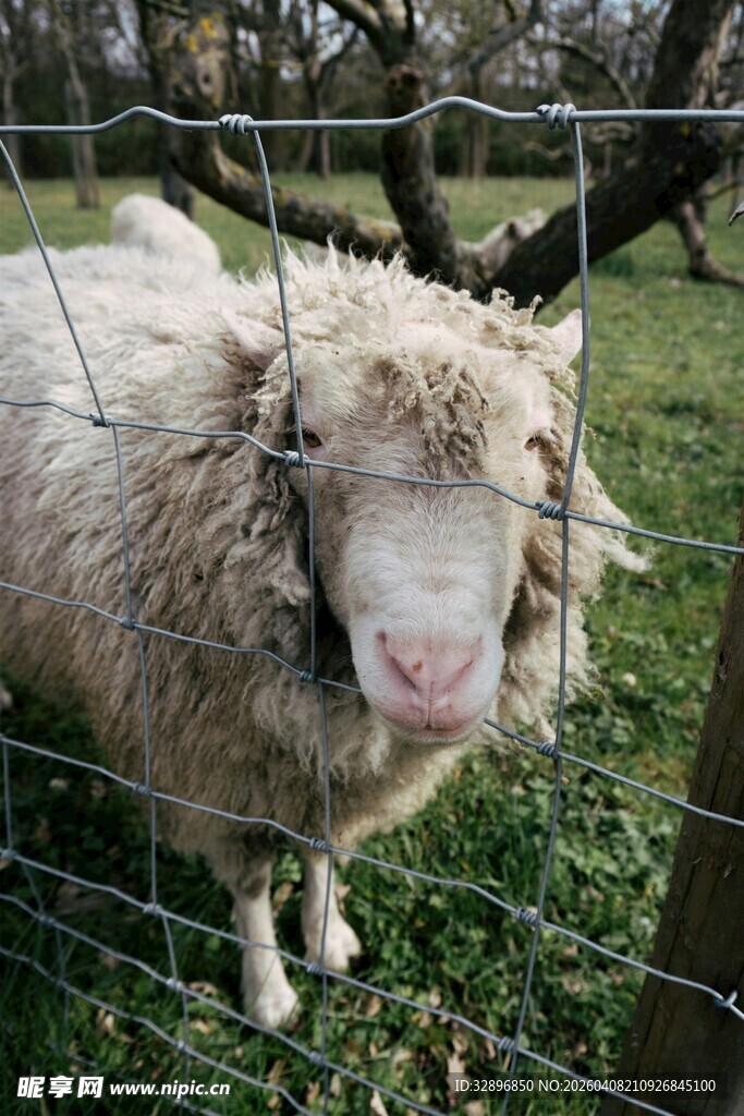 围栏边的毛茸茸绵羊