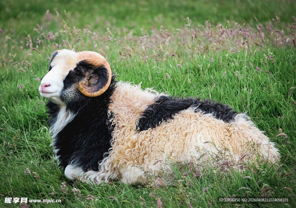 草地上休憩的长角绵羊