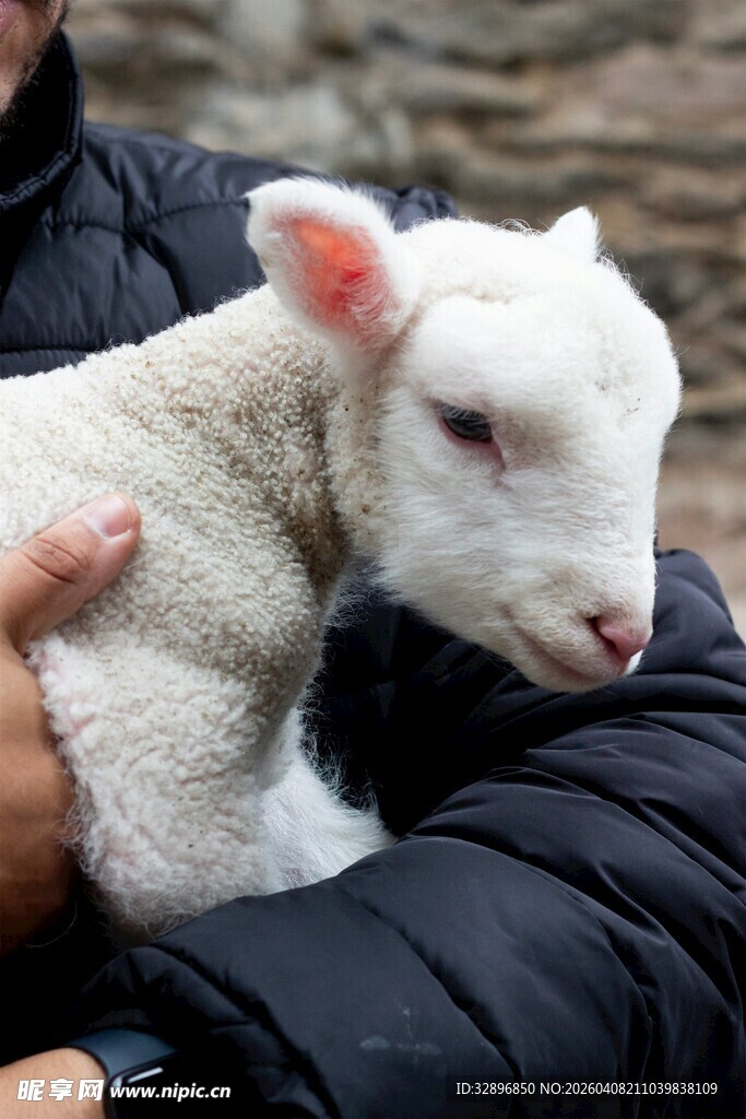 怀抱小羊的温馨瞬间