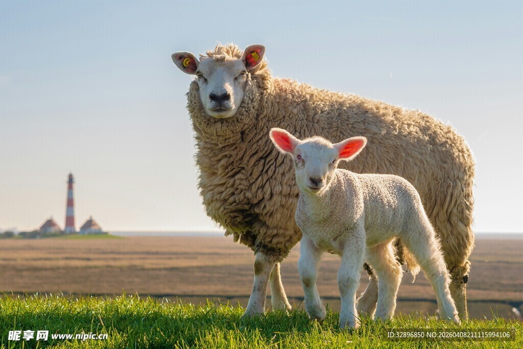 母羊与小羊站在绿草地上