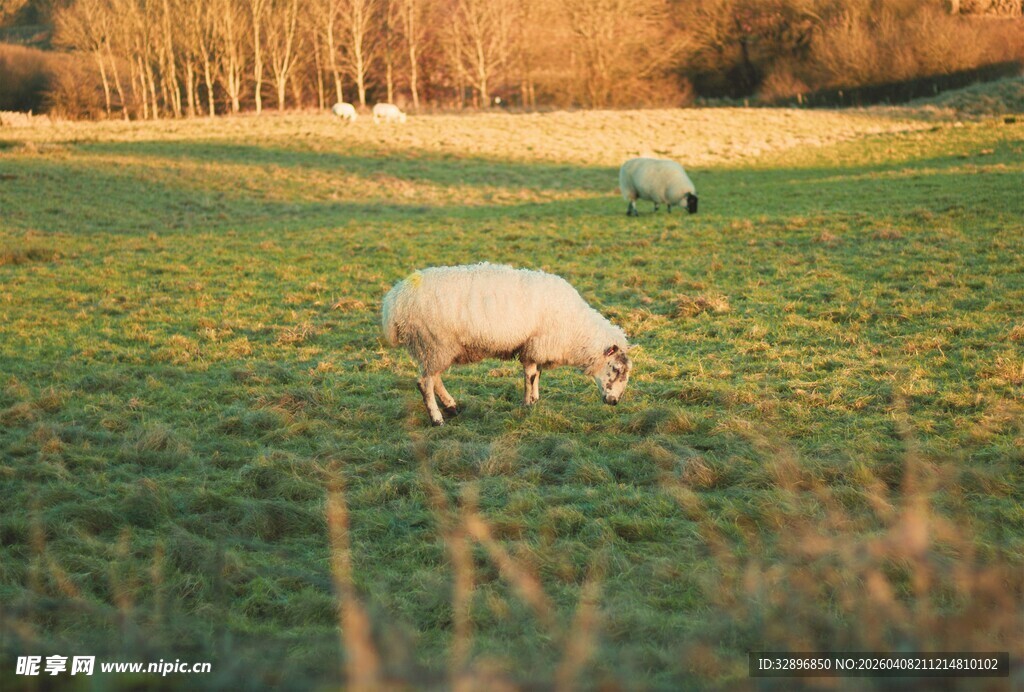 草原上悠闲吃草的绵羊