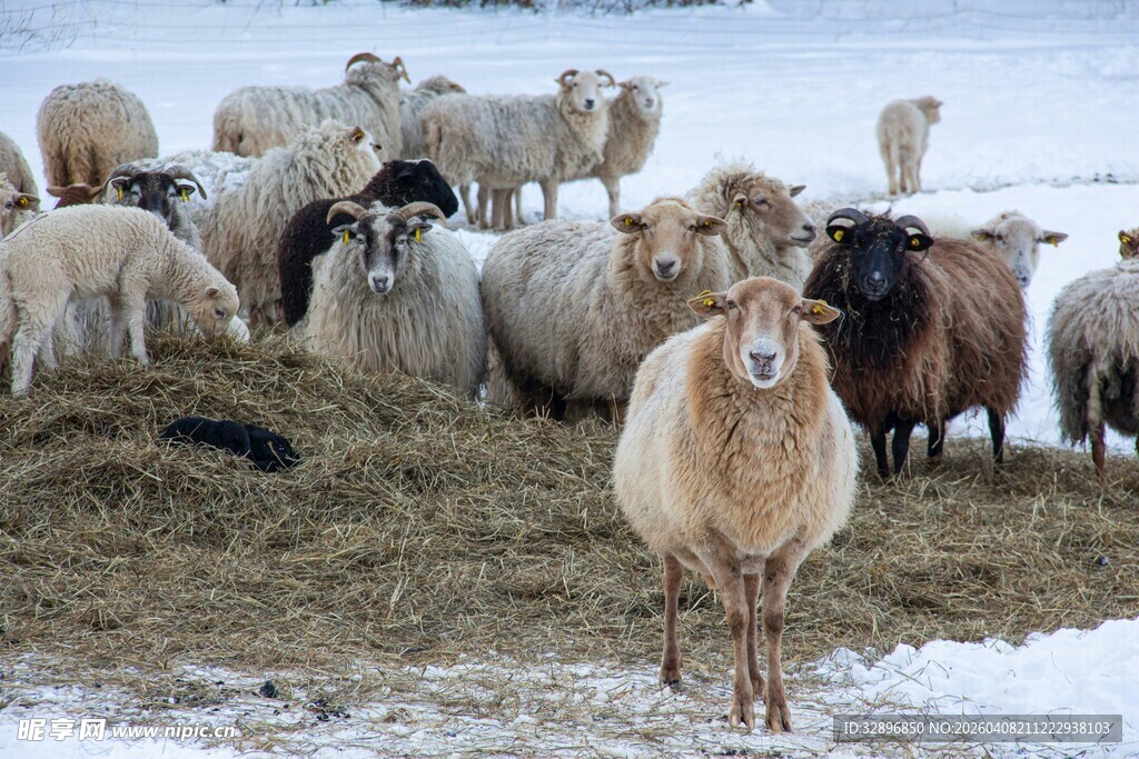 雪地中的羊群