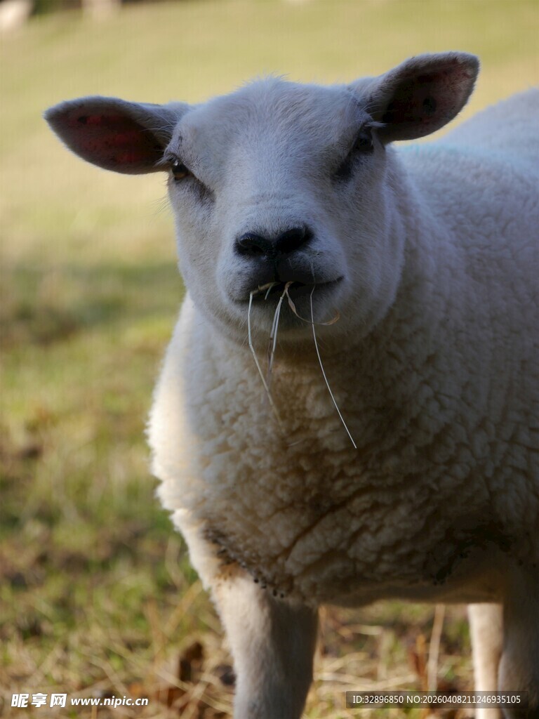 田野中的可爱小羊