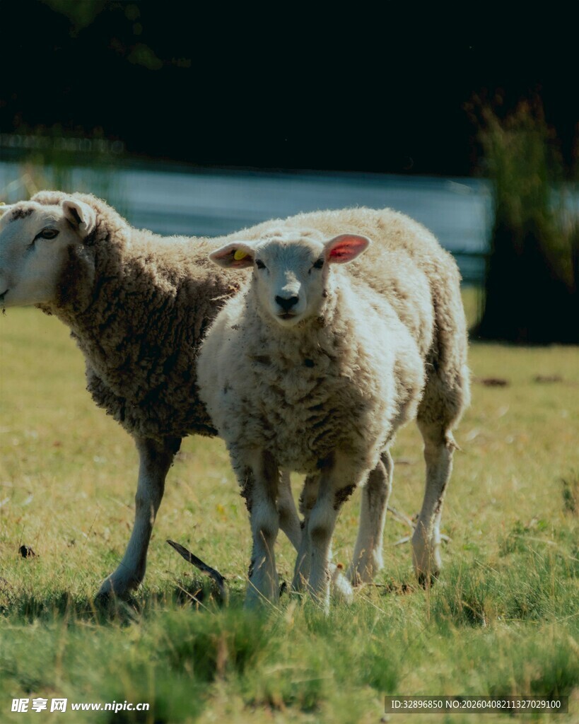 草地上的几只绵羊