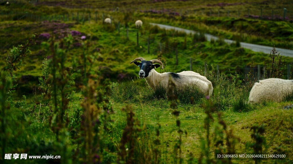 草地上悠闲的两只绵羊