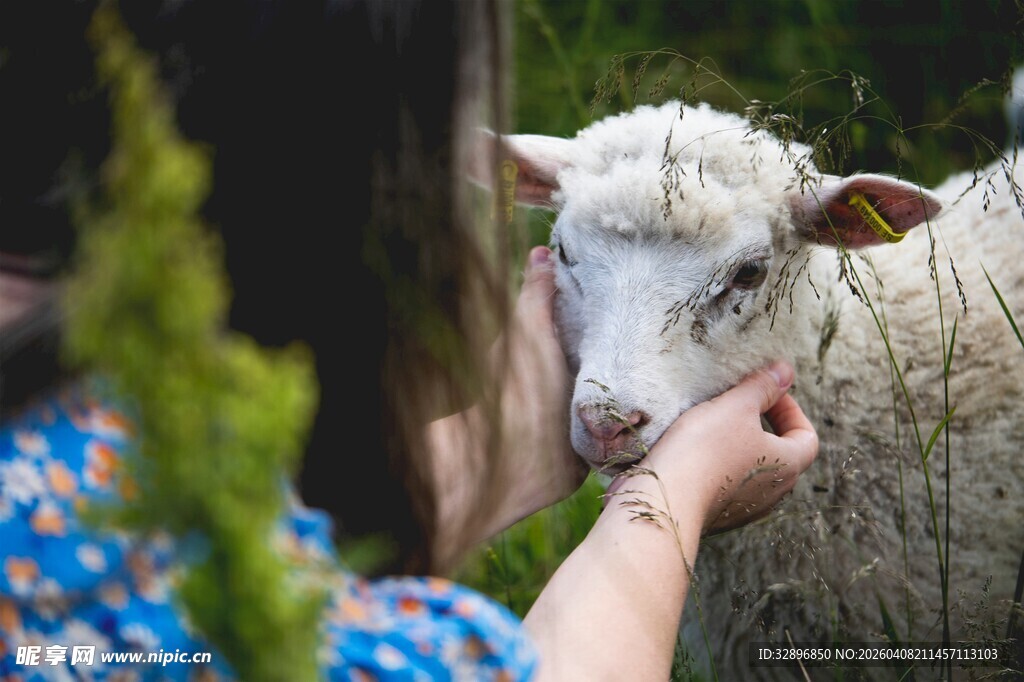 女子温柔抚摸可爱小羊羔
