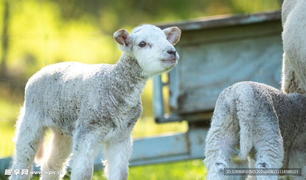 草地上的可爱小羊羔