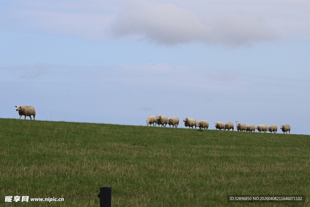草原上的牛群悠然漫步