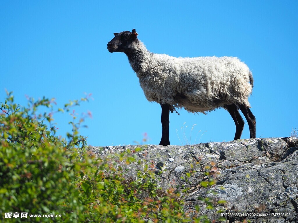 岩石上站立的绵羊