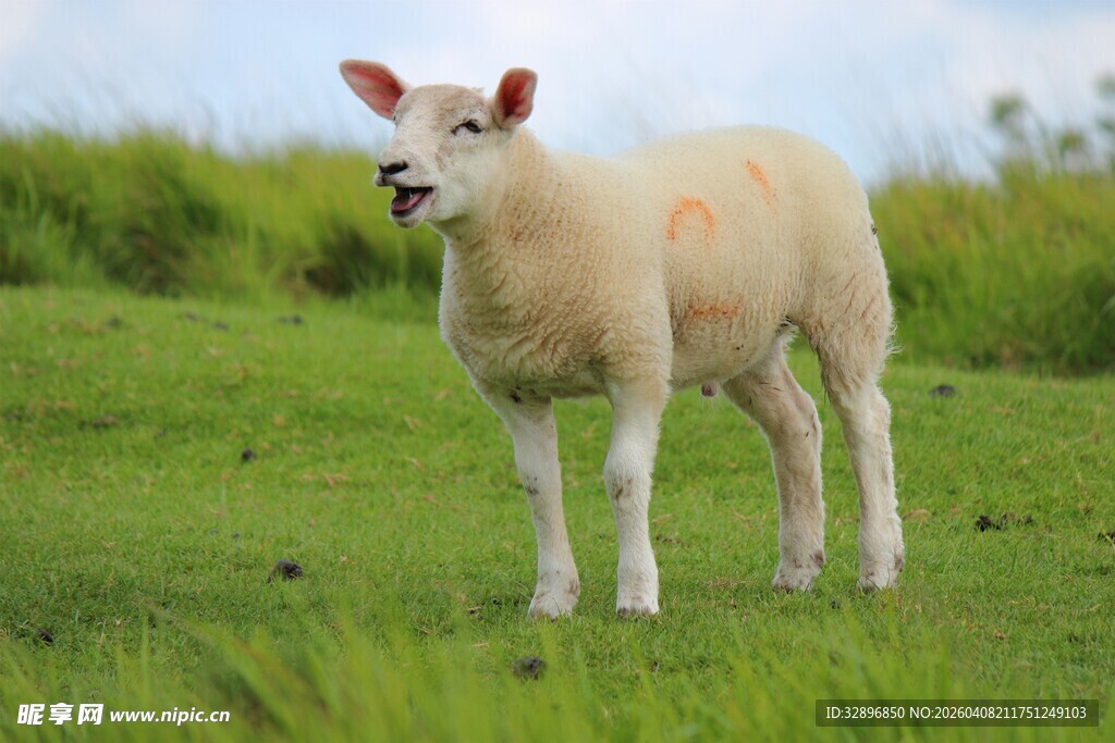 草地上的可爱小羊羔