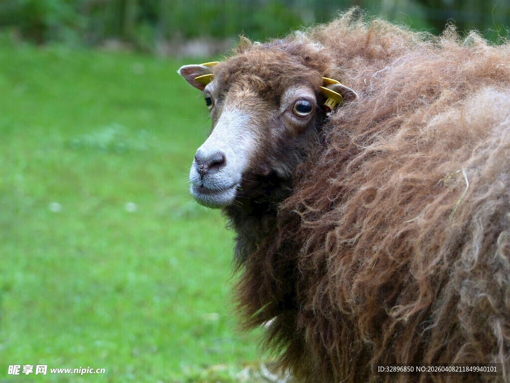 草地上的长毛绵羊