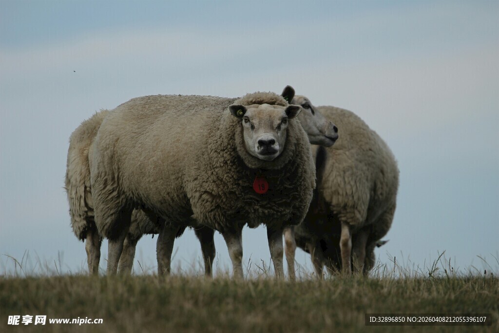 田野中的几只肥硕绵羊