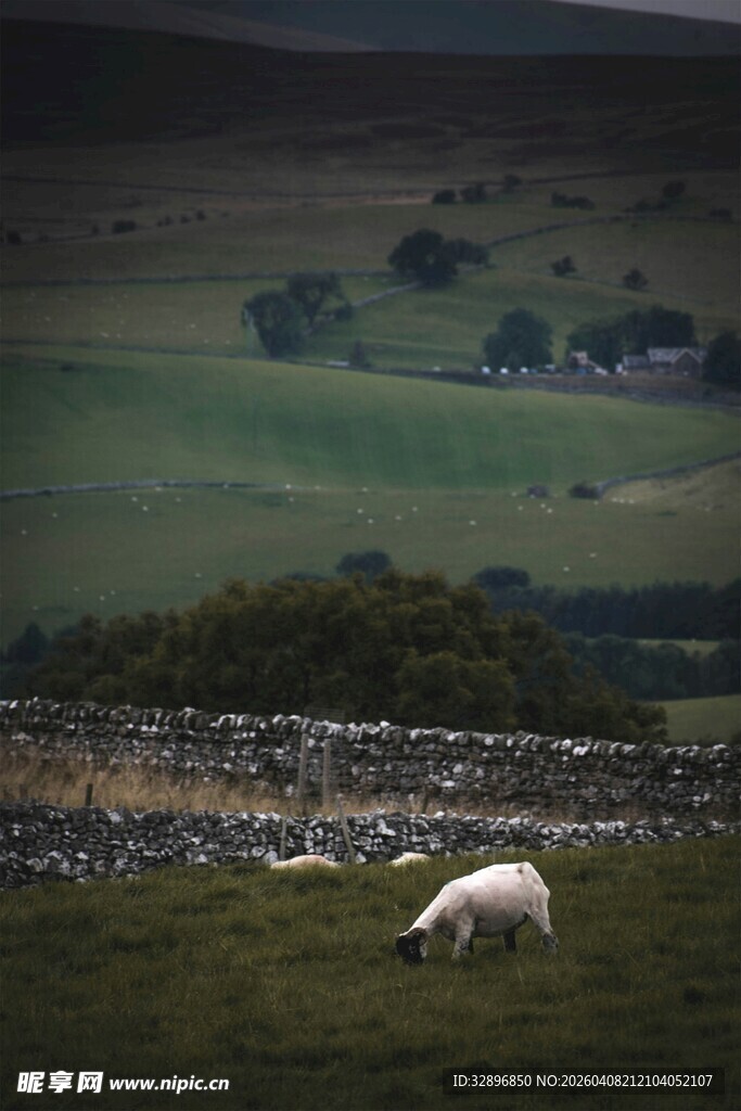 草原上独自吃草的绵羊
