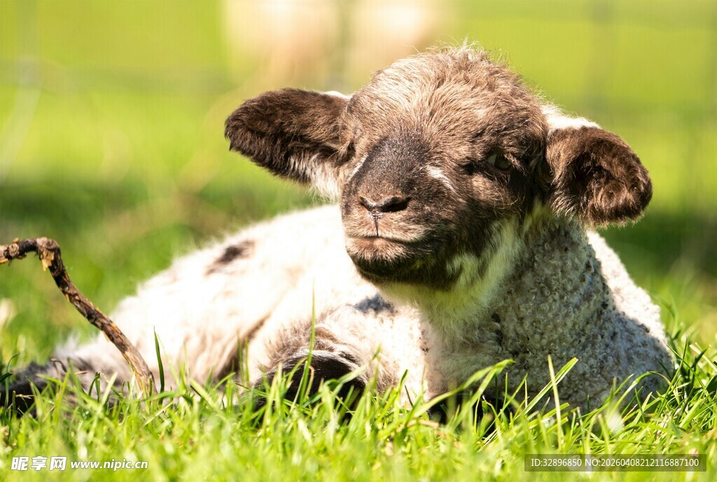 草地上的可爱小羊羔