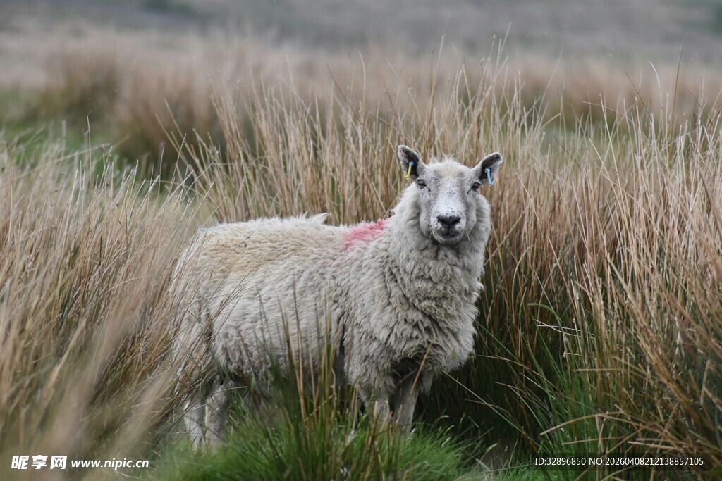 田野中的绵羊