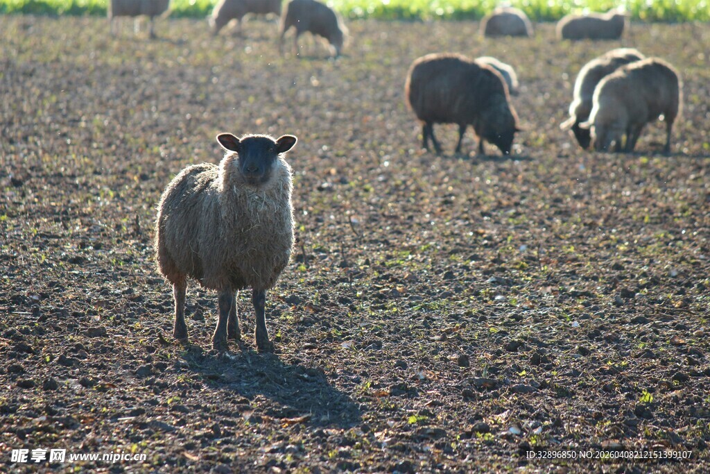 田野上的一群绵羊
