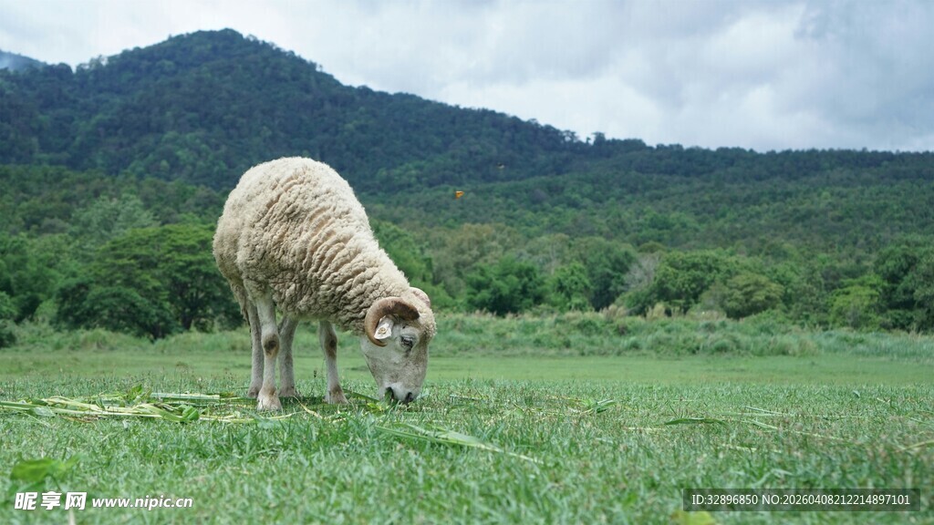 草原上吃草的绵羊