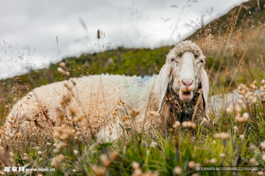 草地上的悠闲绵羊