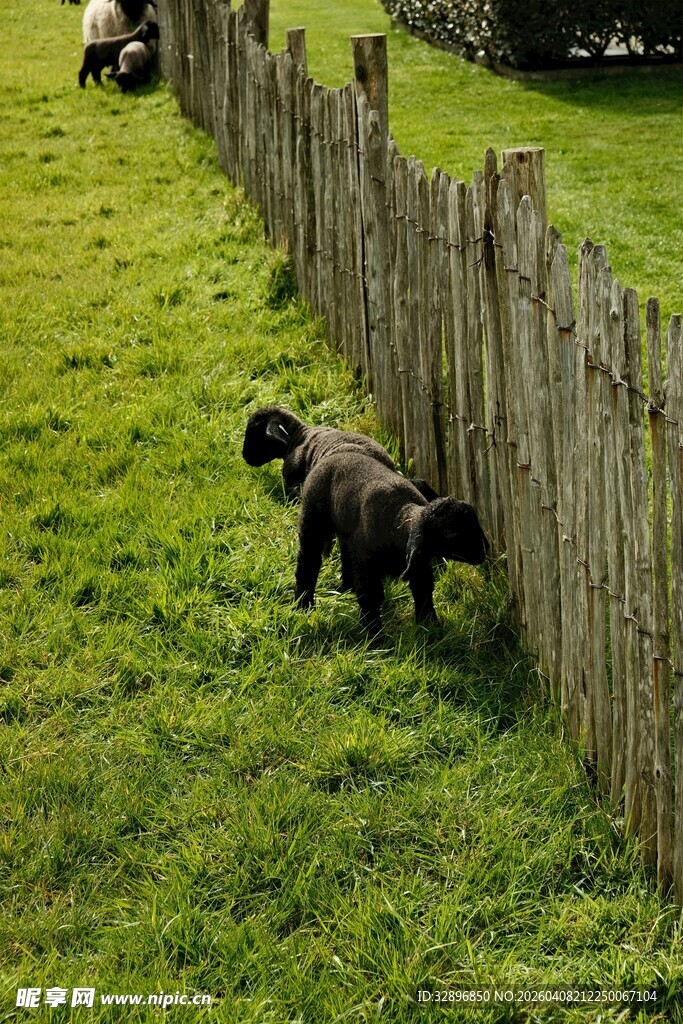 小狗好奇钻木栅栏