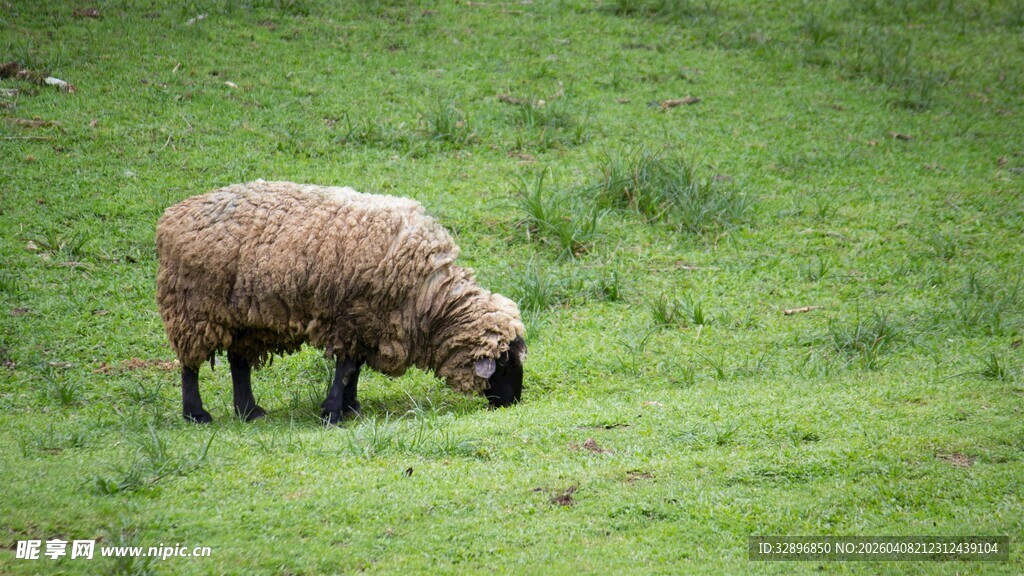 草原上低头吃草的绵羊