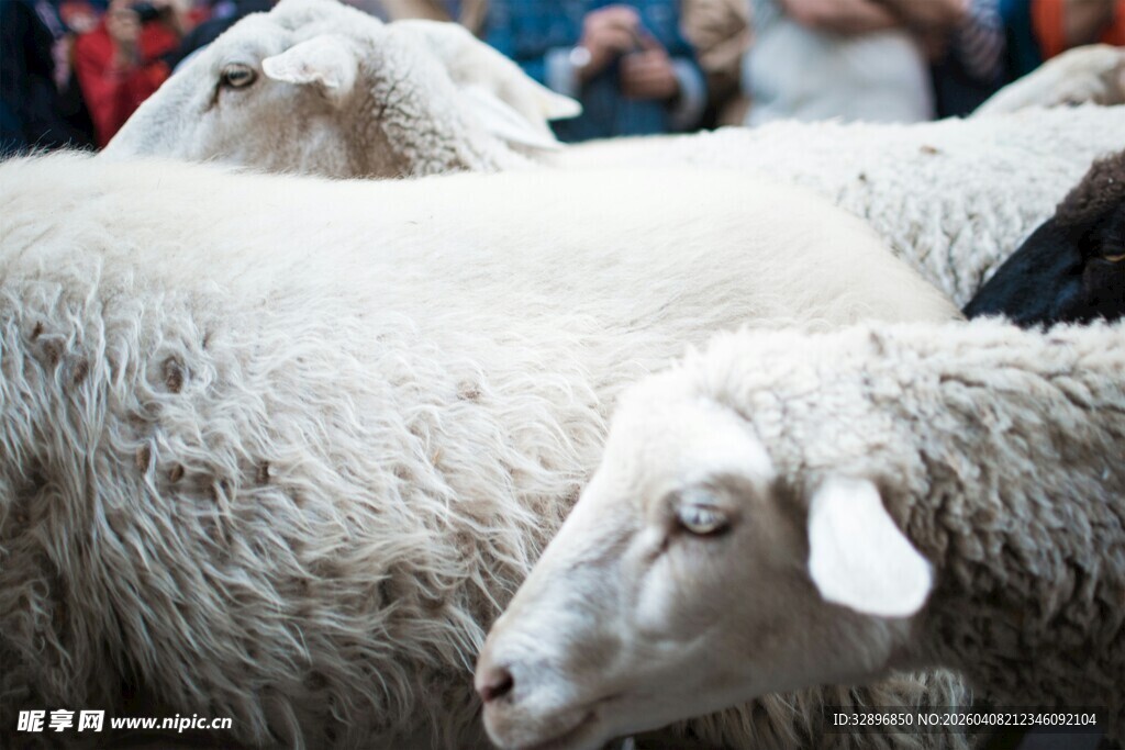 一群绵羊聚集的场景