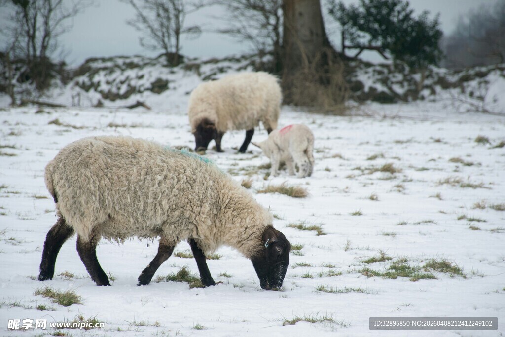 雪地中的羊群