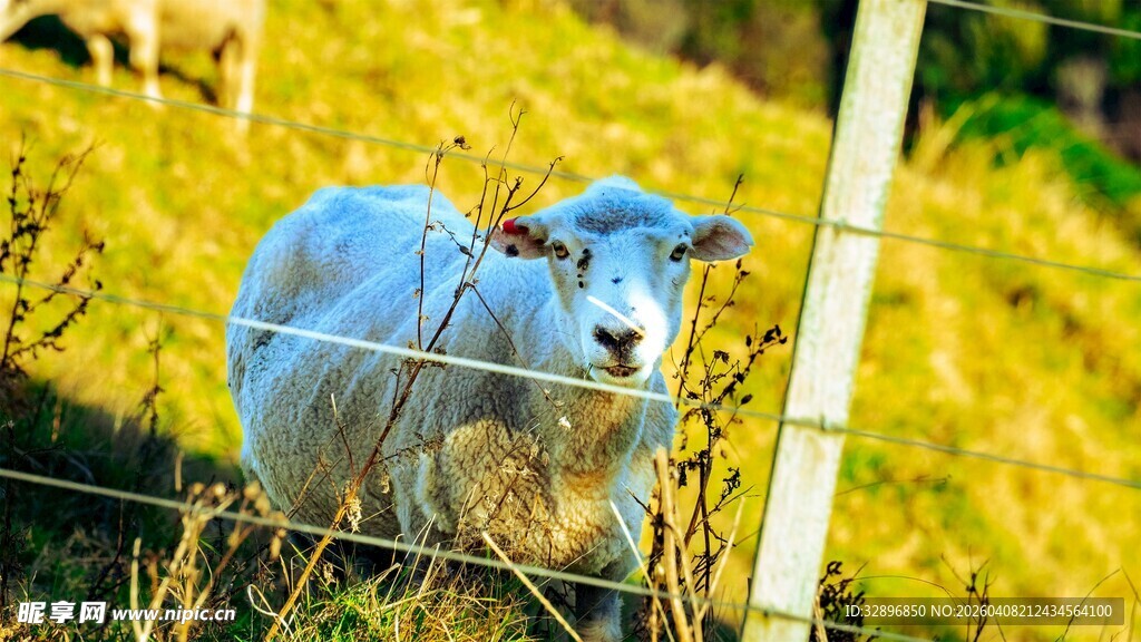 围栏旁的蓝羊