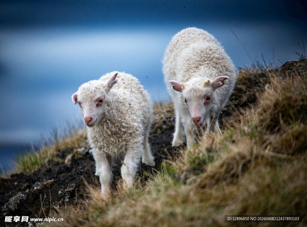 山坡上的两只可爱小羊羔