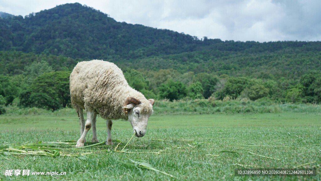 草原上吃草的绵羊